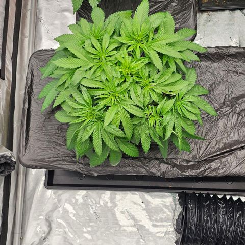 Hard Apples growlog timeline photo