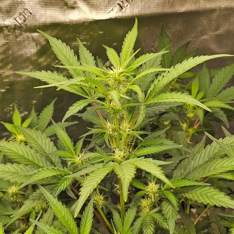Fairy cake -(Mephisto) V2 growlog timeline photo