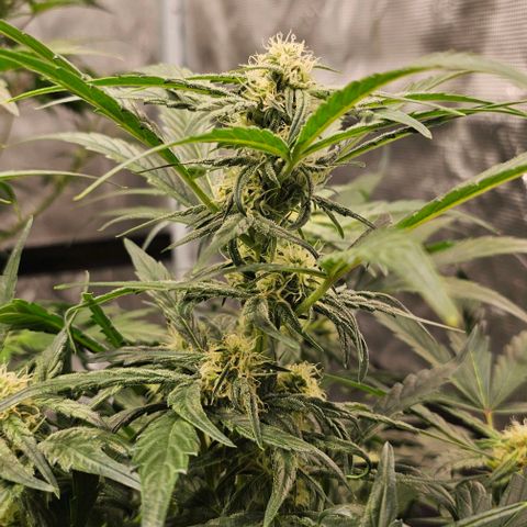 Fairy Cake V1 -(Mephisto) growlog timeline photo