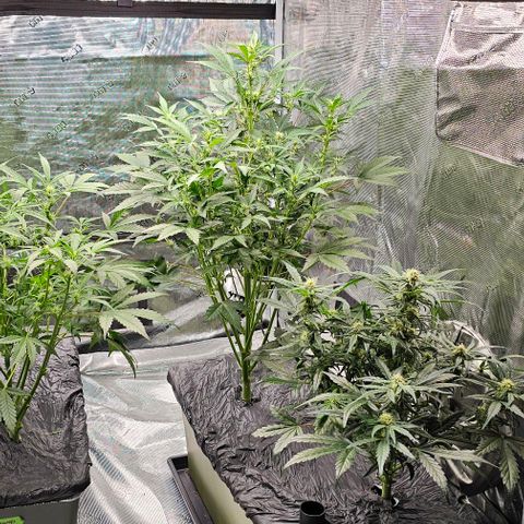 Fairy Cake V1 -(Mephisto) growlog timeline photo