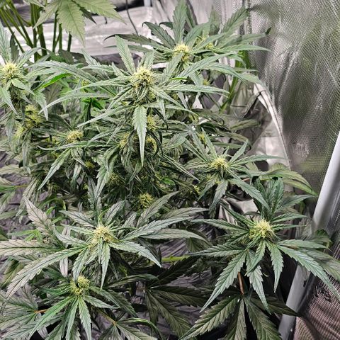 Fairy Cake V1 -(Mephisto) growlog timeline photo