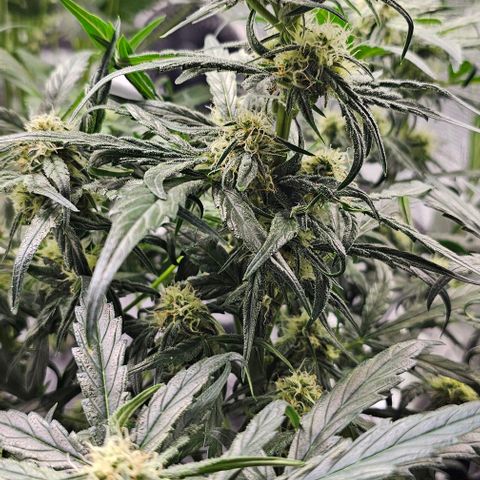 Fairy Cake V1 -(Mephisto) growlog timeline photo