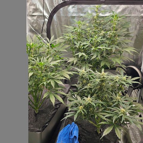 Fairy Cake V1 -(Mephisto) growlog timeline photo