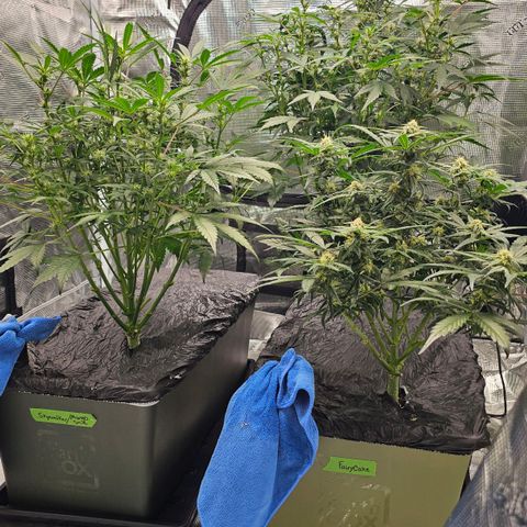 Fairy Cake V1 -(Mephisto) growlog timeline photo