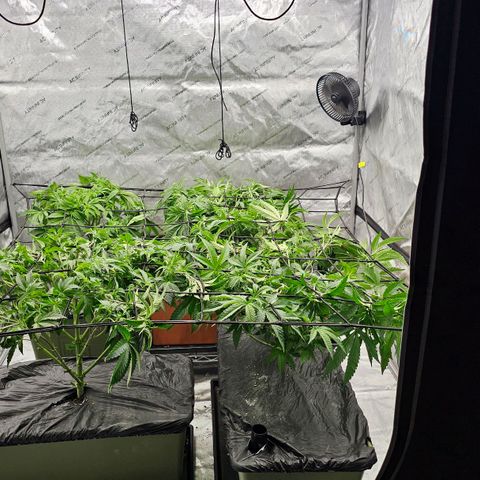 Motorbreath x Black Velvet growlog photo: Scrog net installed 