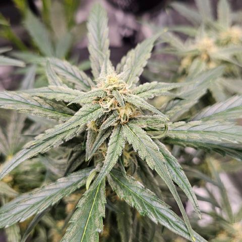 Fairy Cake V1 -(Mephisto) growlog timeline photo