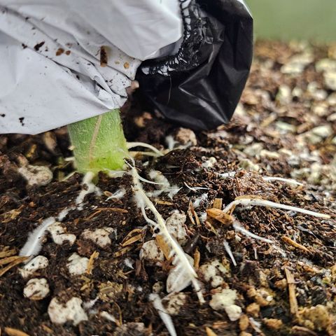 AB x PR growlog photo: Strong roots on top 