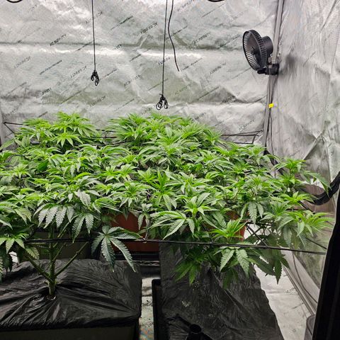 Motorbreath x Black Velvet growlog timeline photo