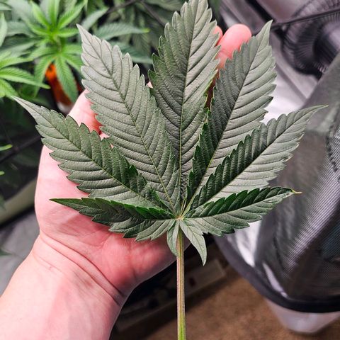 Motorbreath x Black Velvet growlog timeline photo
