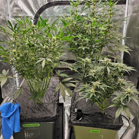 Fairy Cake V1 -(Mephisto) growlog timeline photo