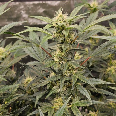 Fairy cake -(Mephisto) V2 growlog timeline photo