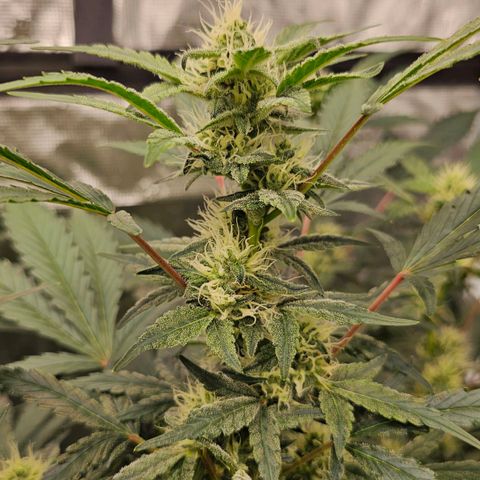Fairy cake -(Mephisto) V2 growlog timeline photo