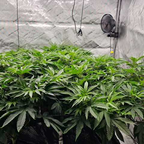 Motorbreath x Black Velvet growlog timeline photo