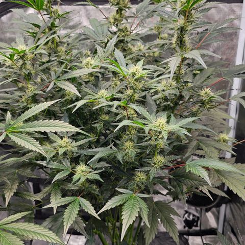 Fairy Cake V1 -(Mephisto) growlog timeline photo