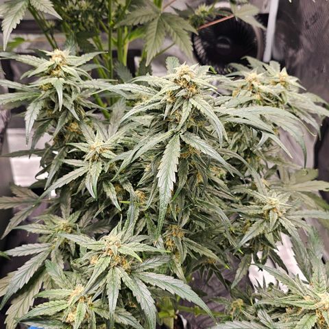 Fairy Cake V1 -(Mephisto) growlog timeline photo