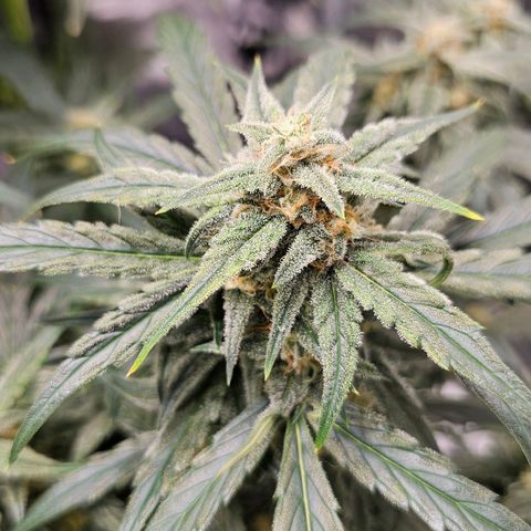 Fairy Cake V1 -(Mephisto) growlog timeline photo