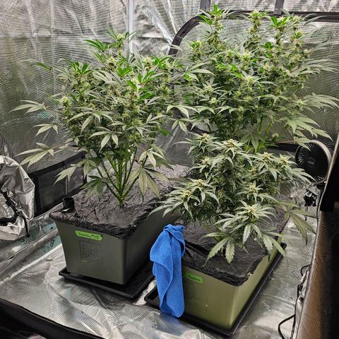Fairy Cake V1 -(Mephisto) growlog timeline photo