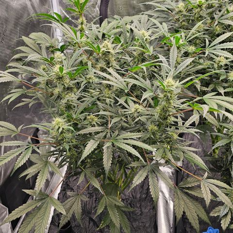 Fairy Cake V1 -(Mephisto) growlog timeline photo