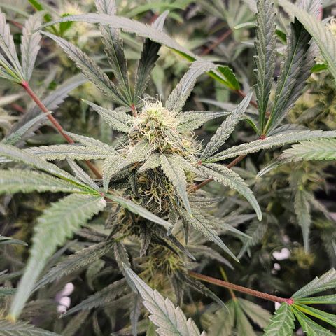 Skywalker-CDLC - (Mephisto) growlog timeline photo
