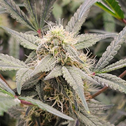 Skywalker-CDLC - (Mephisto) growlog timeline photo