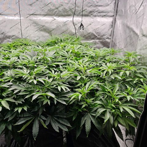 Motorbreath x Black Velvet growlog timeline photo