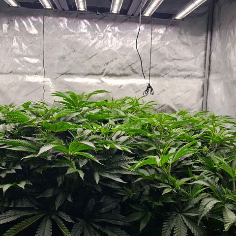 Motorbreath x Black Velvet growlog timeline photo