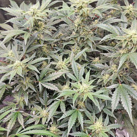 Fairy Cake V1 -(Mephisto) growlog timeline photo
