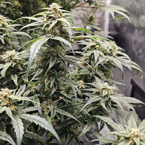 Fairy Cake V1 -(Mephisto) growlog timeline photo
