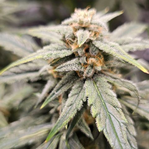 Fairy Cake V1 -(Mephisto) growlog timeline photo