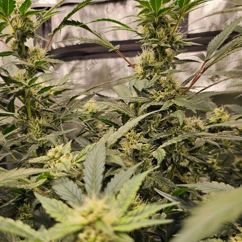Fairy Cake V1 -(Mephisto) growlog timeline photo