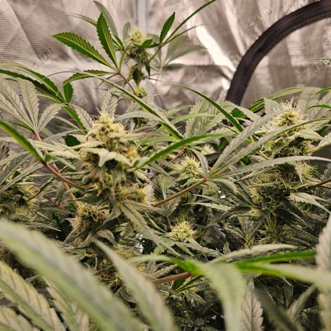 Fairy Cake V1 -(Mephisto) growlog timeline photo