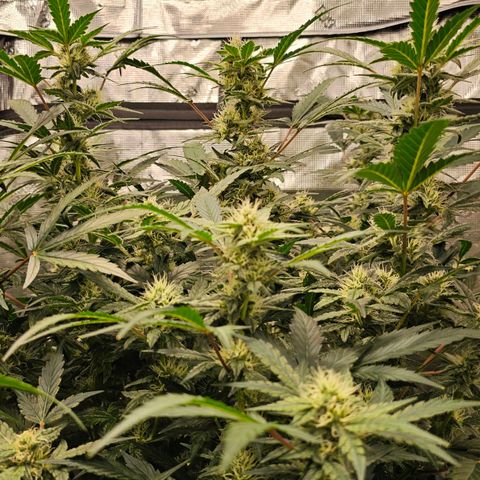 Fairy Cake V1 -(Mephisto) growlog timeline photo