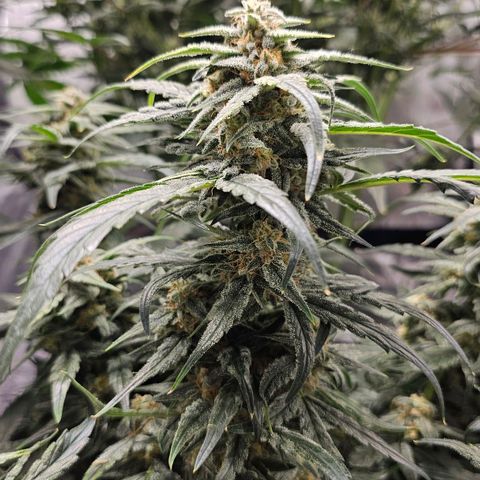 Fairy Cake V1 -(Mephisto) growlog timeline photo