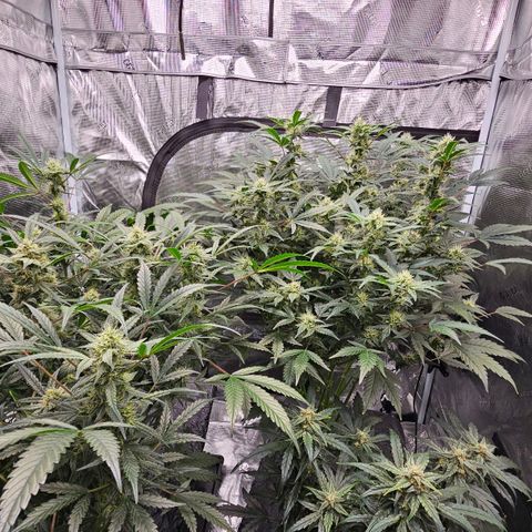 Fairy Cake V1 -(Mephisto) growlog timeline photo