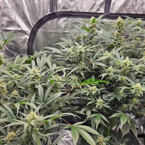 Fairy Cake V1 -(Mephisto) growlog timeline photo