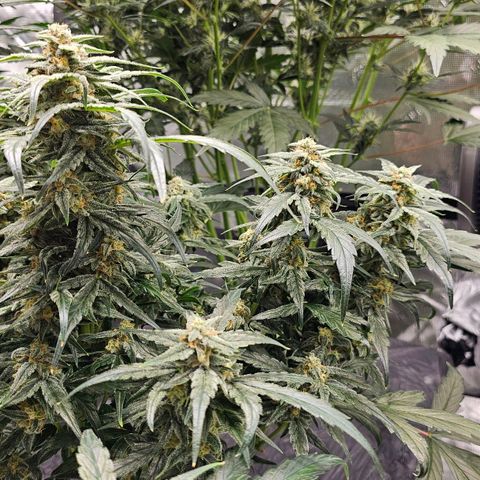 Fairy Cake V1 -(Mephisto) growlog timeline photo