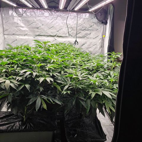 Motorbreath x Black Velvet growlog timeline photo