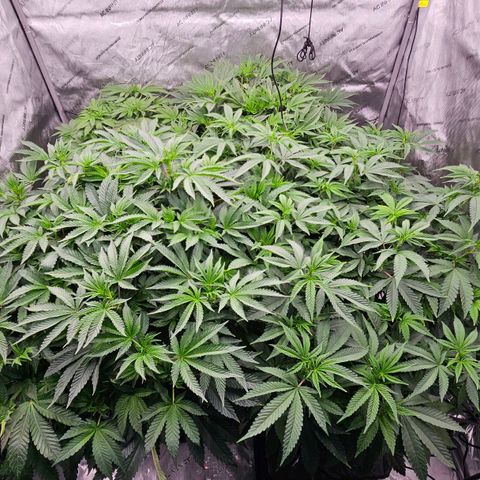 Motorbreath x Black Velvet growlog timeline photo