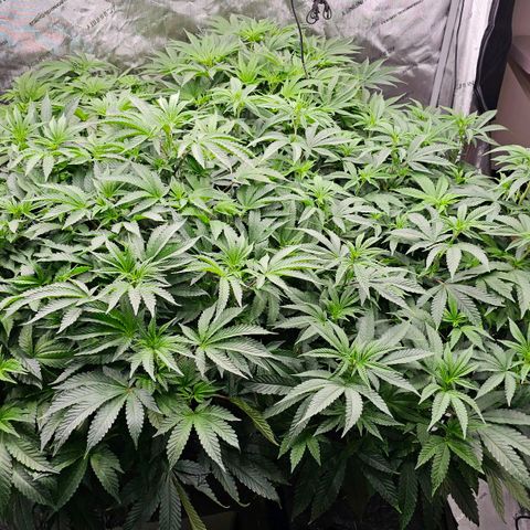 Motorbreath x Black Velvet growlog timeline photo