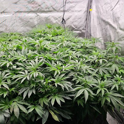 Motorbreath x Black Velvet growlog timeline photo