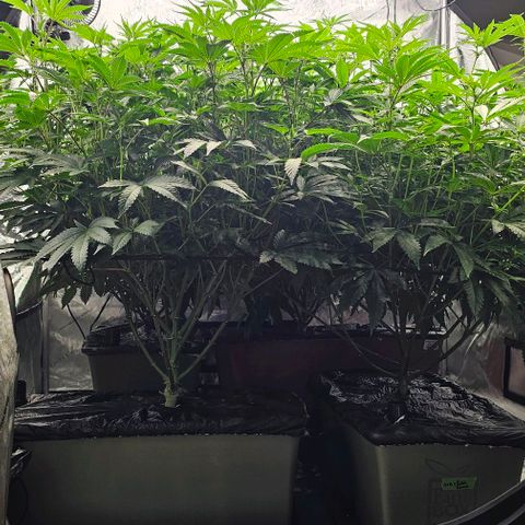 Motorbreath x Black Velvet growlog timeline photo