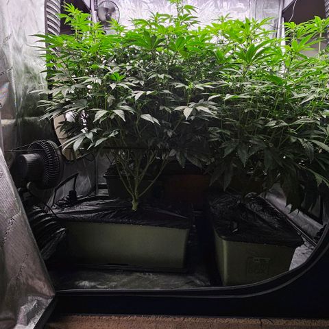 Motorbreath x Black Velvet growlog timeline photo