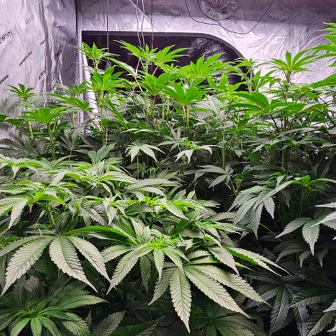 Motorbreath x Black Velvet growlog timeline photo