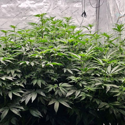Motorbreath x Black Velvet growlog timeline photo