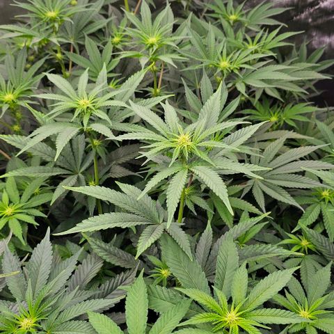 Motorbreath x Black Velvet growlog timeline photo