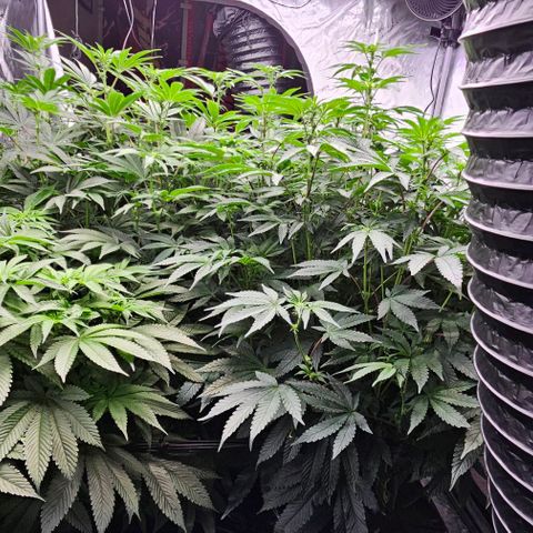Motorbreath x Black Velvet growlog timeline photo