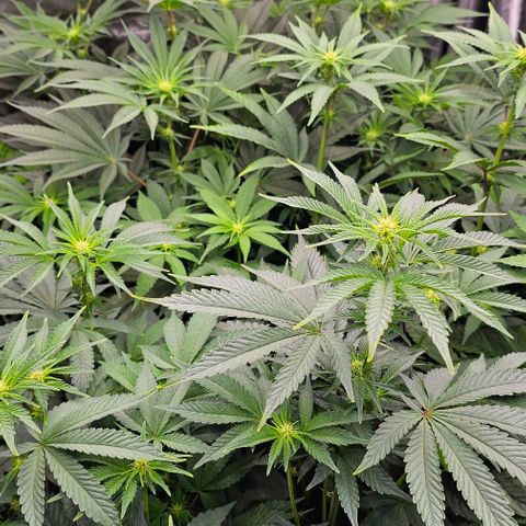 Motorbreath x Black Velvet growlog timeline photo