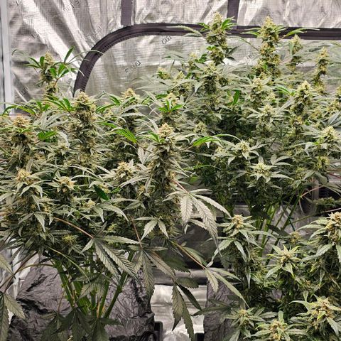 Fairy Cake V1 -(Mephisto) growlog timeline photo