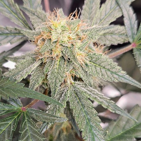 Fairy Cake V1 -(Mephisto) growlog timeline photo