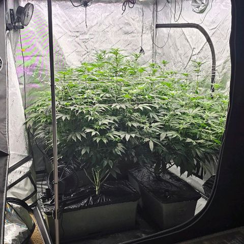 Motorbreath x Black Velvet growlog timeline photo